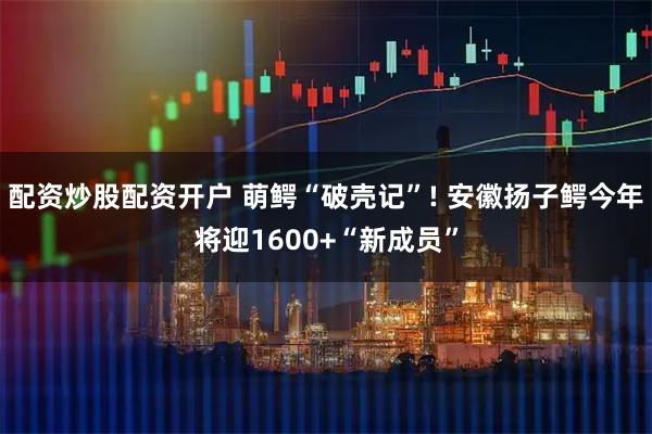 配资炒股配资开户 萌鳄“破壳记”! 安徽扬子鳄今年将迎1600+“新成员”